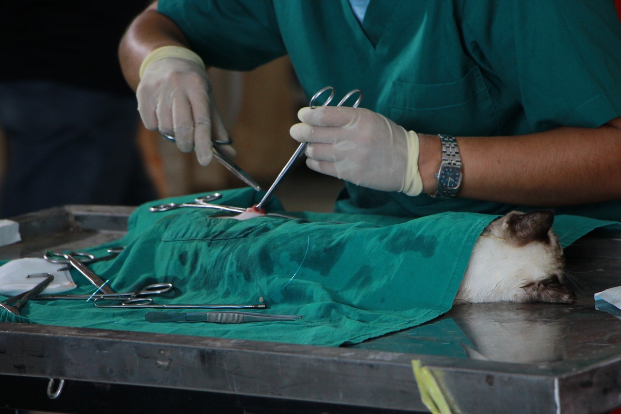 vet